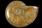 Red Flash Ammonite Fossil - Madagascar #151777-1